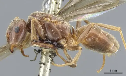 Lasius distinguendus - CASENT0905683