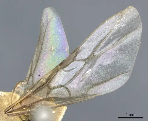 Lasius distinguendus - CASENT0905683