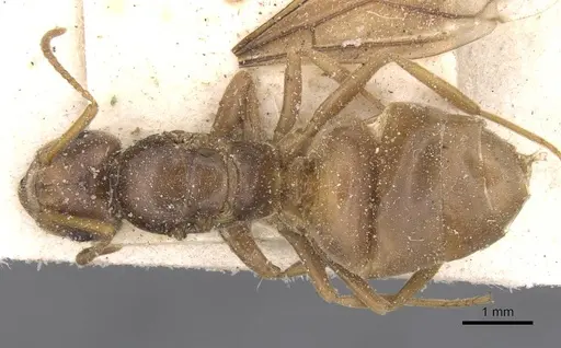 Lasius distinguendus - CASENT0912284
