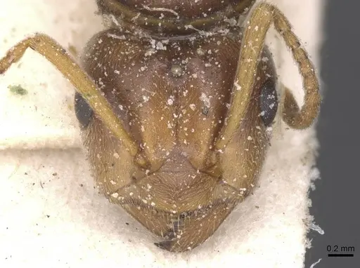 Lasius distinguendus - CASENT0912284