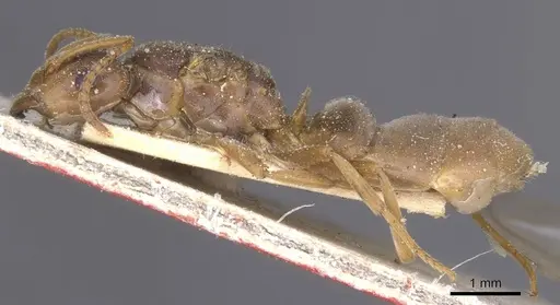 Lasius distinguendus - CASENT0912284