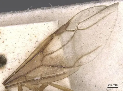 Lasius distinguendus - CASENT0912284