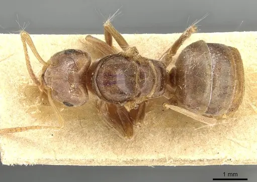 Lasius distinguendus - CASENT0915376