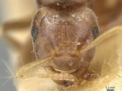 Lasius distinguendus - CASENT0915376