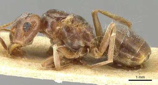 Lasius distinguendus - CASENT0915376