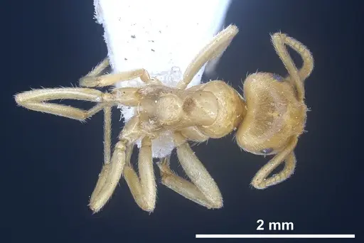 Lasius draco specimen