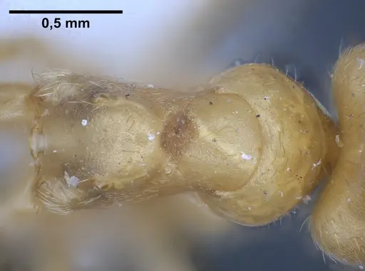 Lasius draco specimen