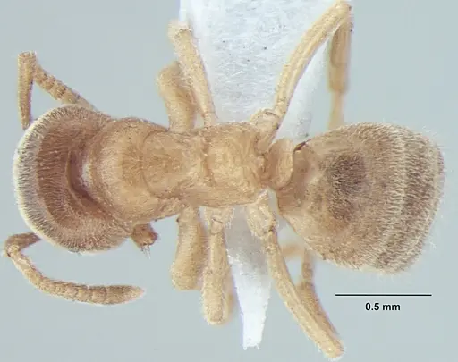 Lasius elevatus specimen