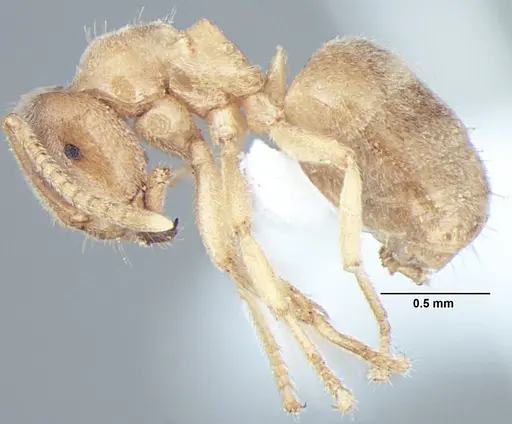 Lasius elevatus specimen