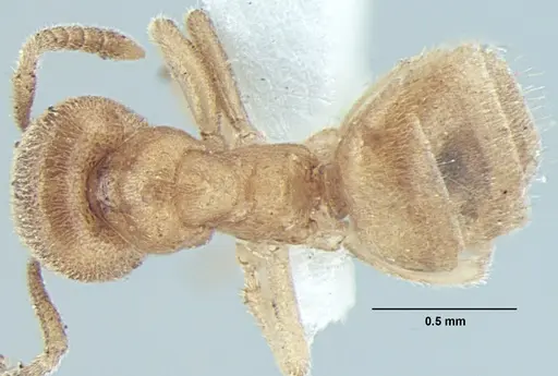 Lasius elevatus - ANTWEB1008002