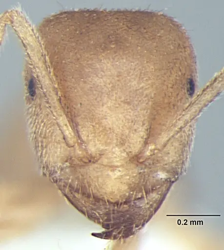 Lasius elevatus - ANTWEB1008002