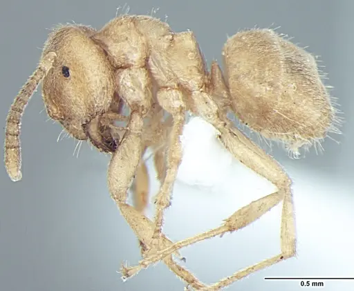 Lasius elevatus - ANTWEB1008002