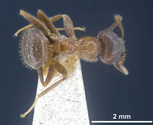 Lasius emarginatus specimen