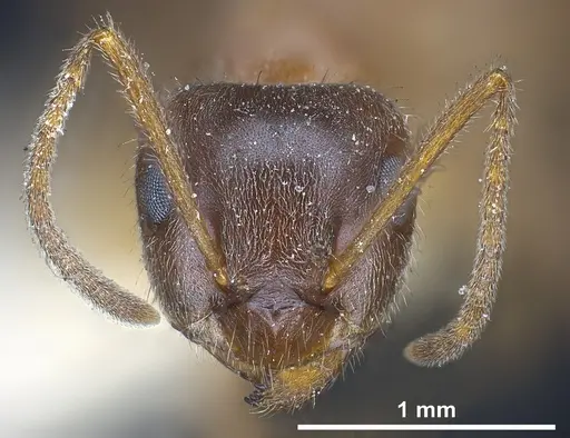 Lasius emarginatus specimen