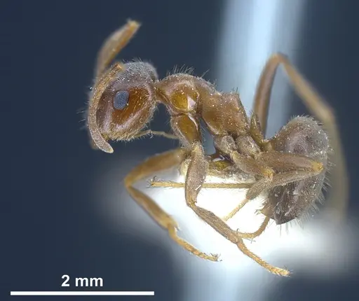 Lasius emarginatus - ANTWEB1041275