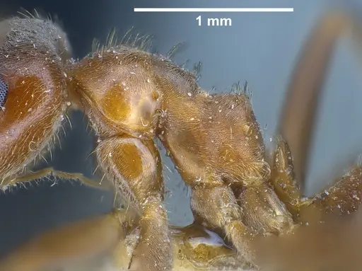 Lasius emarginatus - ANTWEB1041275