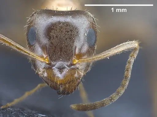 Lasius emarginatus - ANTWEB1041360
