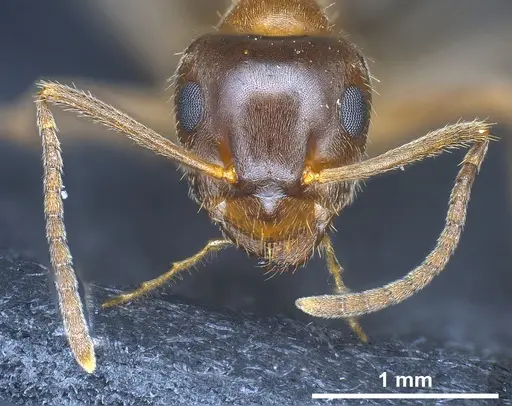 Lasius emarginatus - ANTWEB1041360