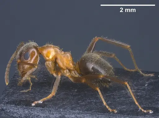 Lasius emarginatus - ANTWEB1041360