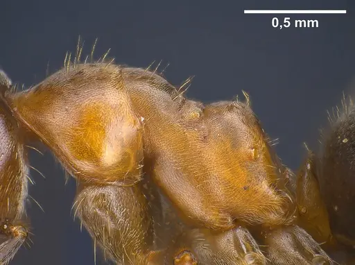 Lasius emarginatus - ANTWEB1041360