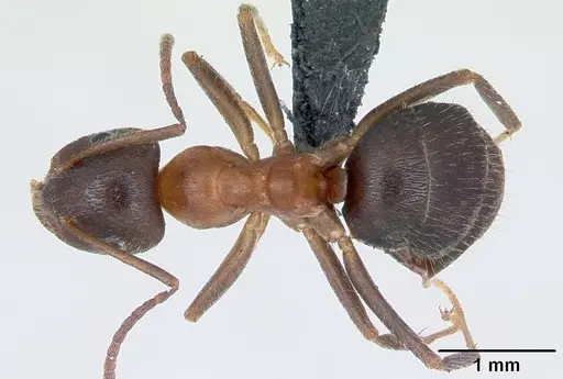 Lasius emarginatus - CASENT0172762