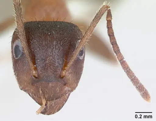 Lasius emarginatus - CASENT0172762