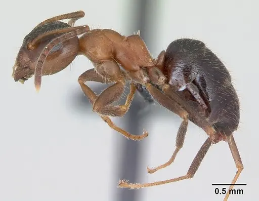 Lasius emarginatus - CASENT0172762