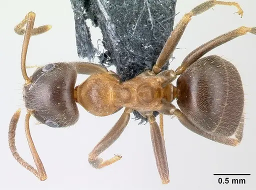 Lasius emarginatus - CASENT0179933
