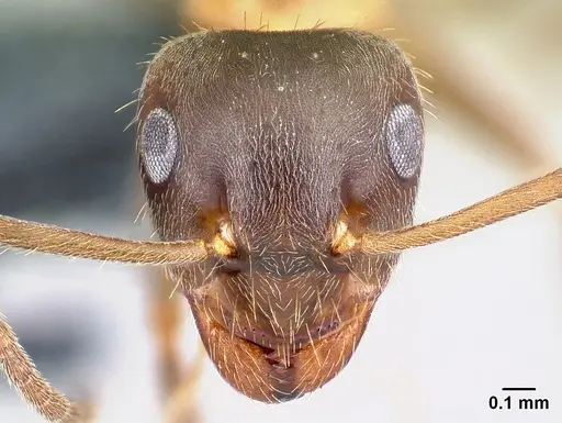 Lasius emarginatus - CASENT0179933