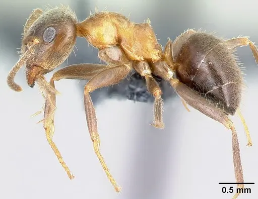 Lasius emarginatus - CASENT0179933