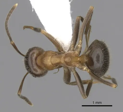 Lasius emarginatus - CASENT0280445