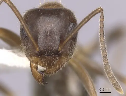 Lasius emarginatus - CASENT0280445