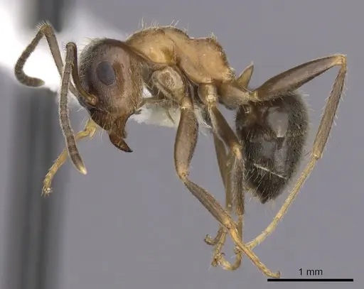 Lasius emarginatus - CASENT0280445