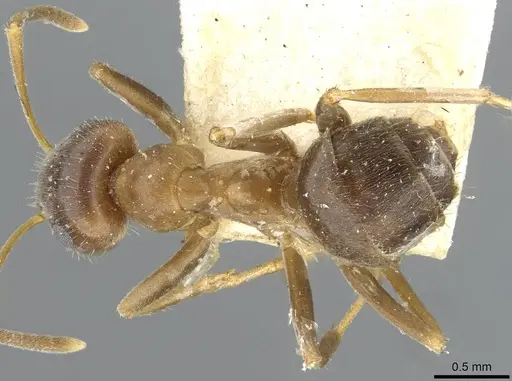 Lasius emarginatus - CASENT0911045