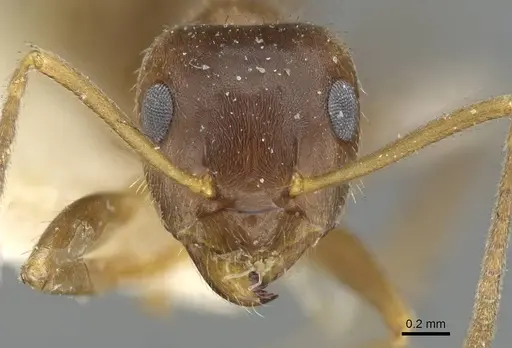 Lasius emarginatus - CASENT0911045
