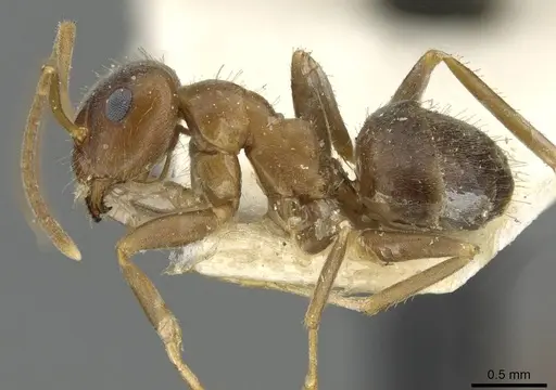 Lasius emarginatus - CASENT0911045