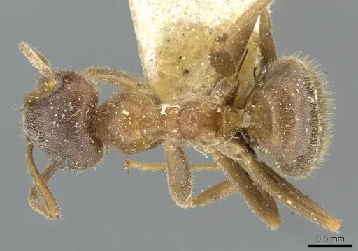 Lasius emarginatus - CASENT0911046