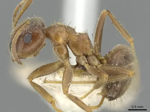 Lasius emarginatus - CASENT0911046