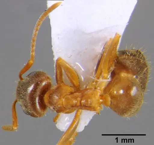 Lasius emarginatus - CFH000014