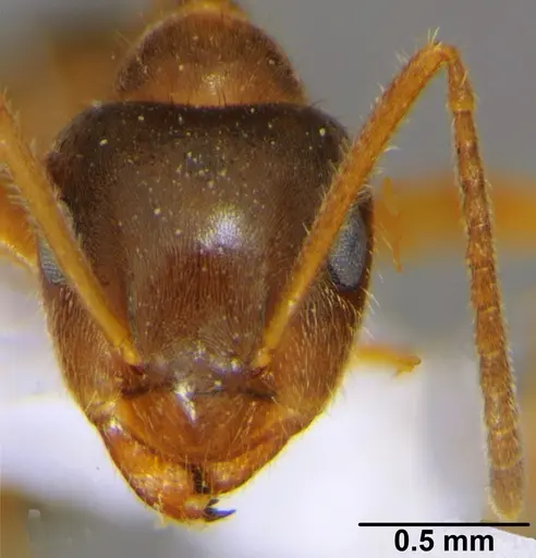 Lasius emarginatus - CFH000014
