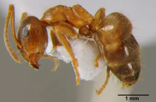 Lasius emarginatus - CFH000014