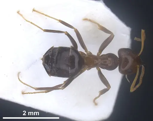 Lasius excavatus specimen