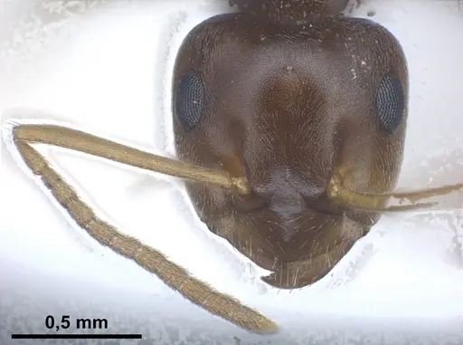 Lasius excavatus specimen