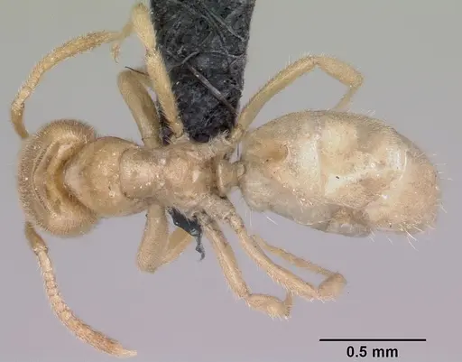 Lasius fallax specimen
