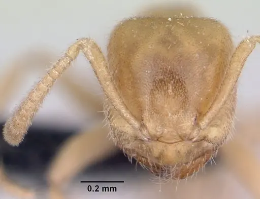 Lasius fallax specimen