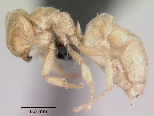 Lasius fallax specimen