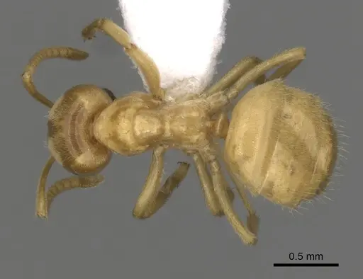 Lasius fallax - CASENT0280454