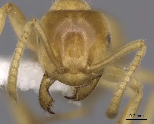 Lasius fallax - CASENT0280454