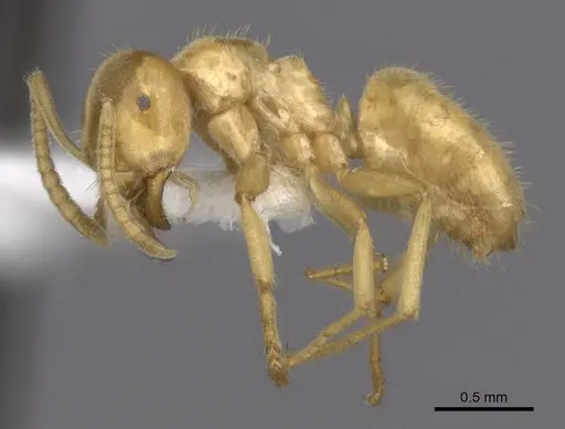 Lasius fallax - CASENT0280454