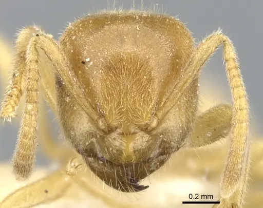 Lasius fallax - CASENT0903206